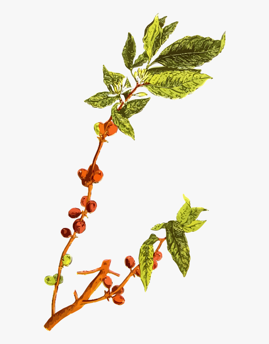 Bean Plant Png - Coffee Bean Leaf Png, Transparent Clipart