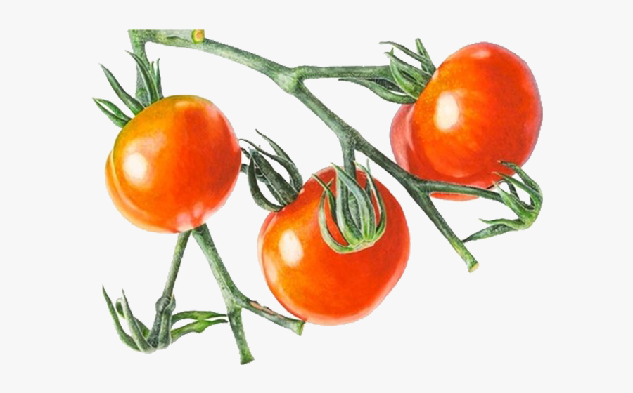 Tomatoes Drawing Red Tomato - Anna Mason, Transparent Clipart