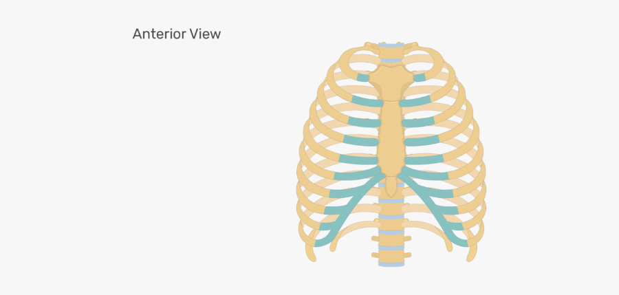 Clip Art Diagram Of Rib Cage - Unlabeled Rib Cage Diagram, Transparent Clipart