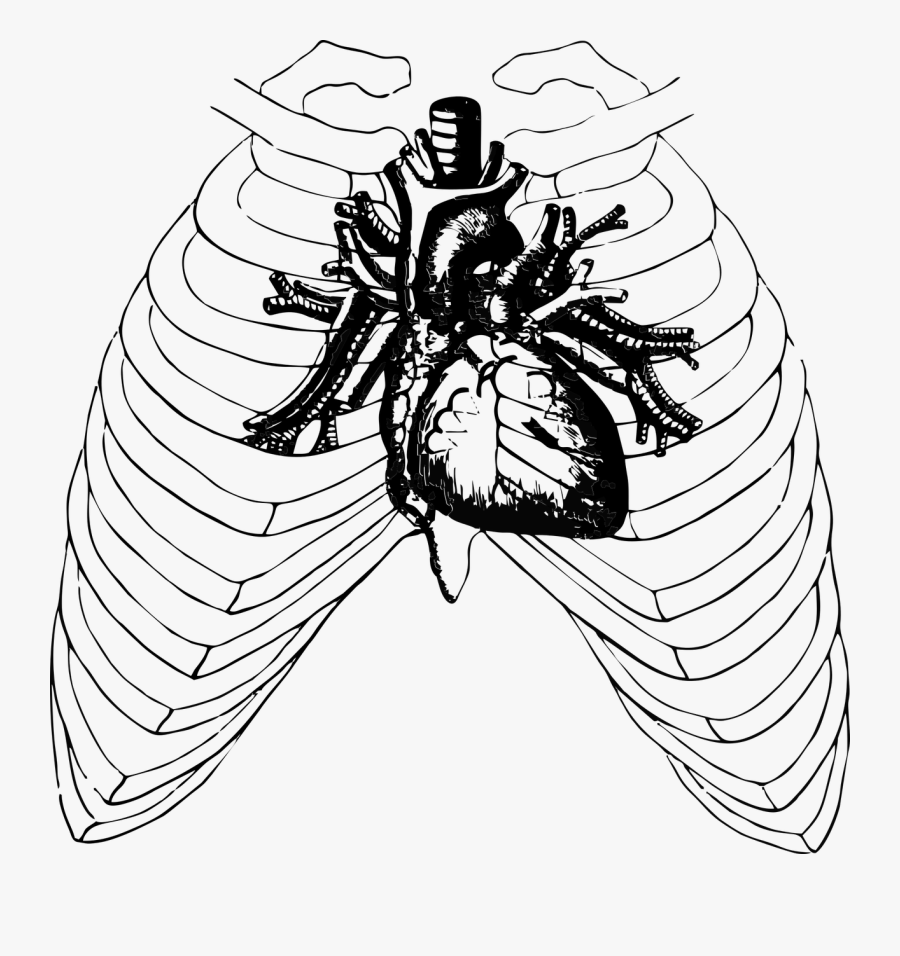 Heart Human Anatomy Free Picture - Real Heart Transparent Background, Transparent Clipart