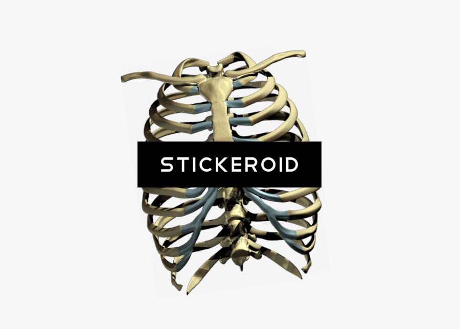 Skeleton Ribs Cage Png - Rib Cage Png, Transparent Clipart