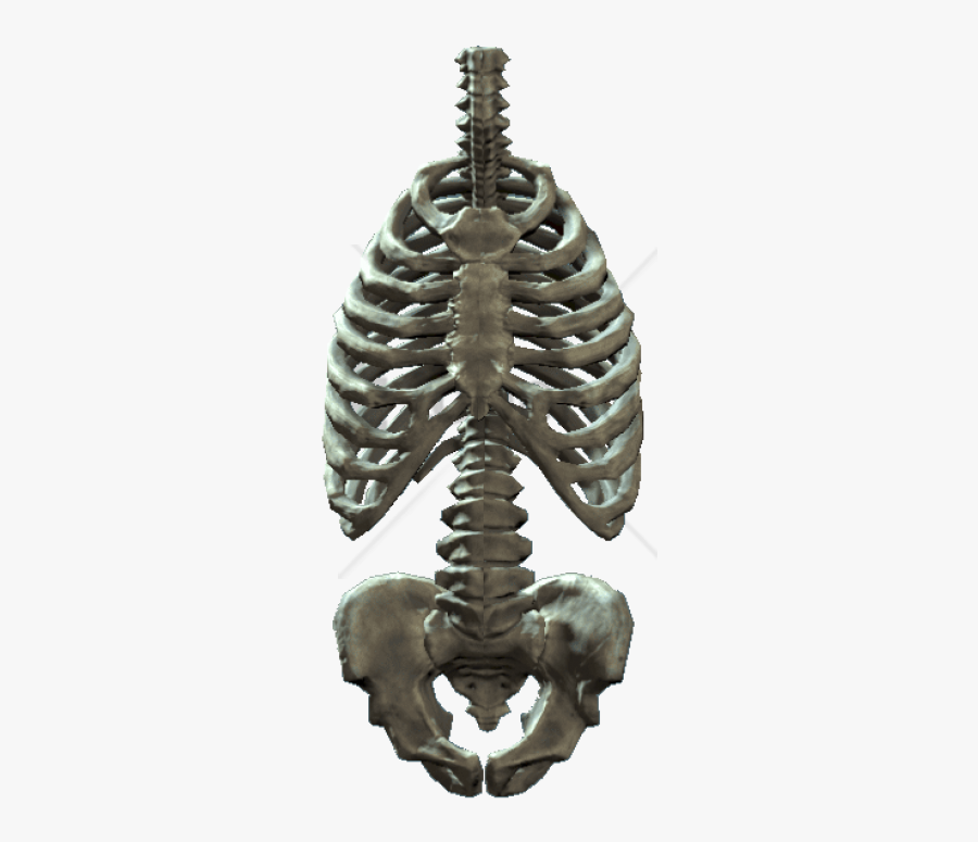 Bone - Rib Cage And Pelvis, Transparent Clipart