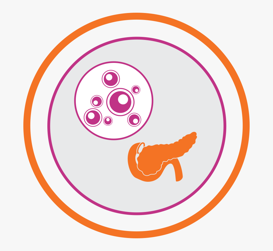 Islets Transplant - Circle, Transparent Clipart