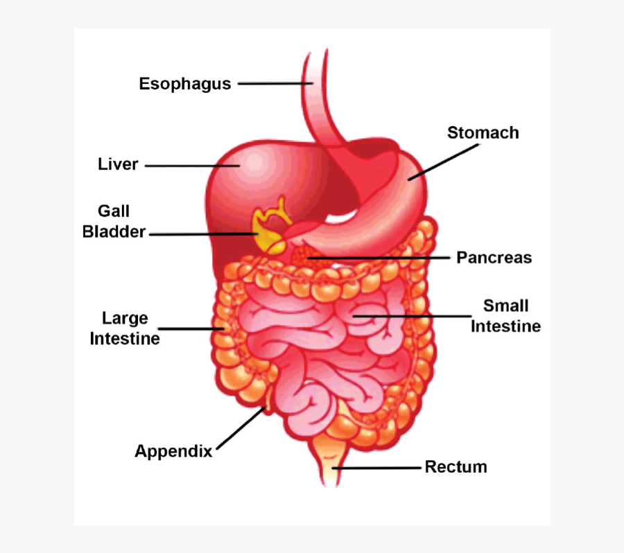 Does Your Stomach Growl, Transparent Clipart