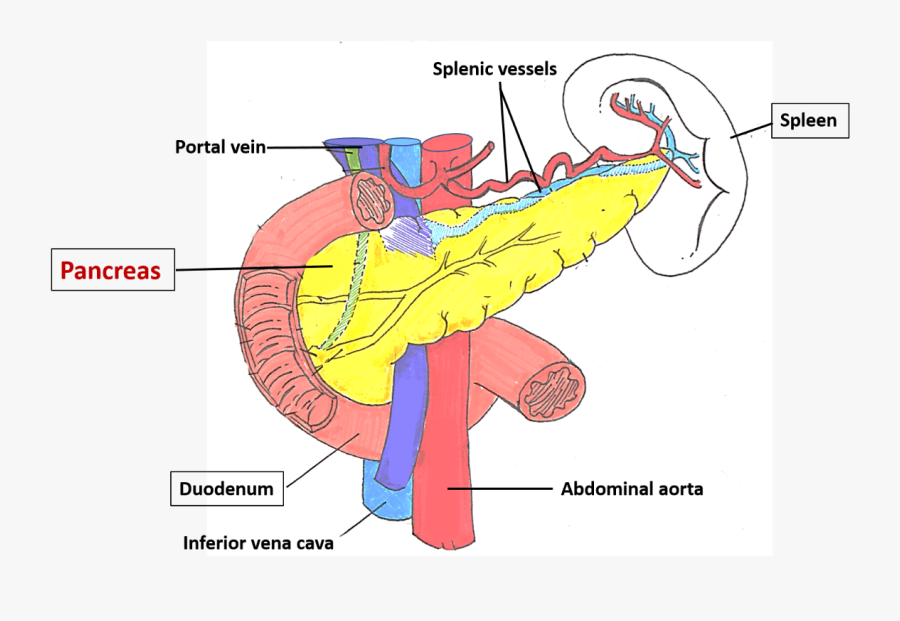 Pancreas Location - Pancreas Extent, Transparent Clipart