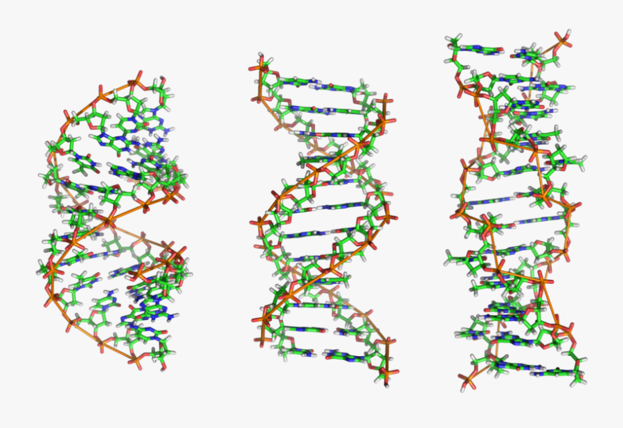 Dna - Dna B Dna Z Dna, Transparent Clipart
