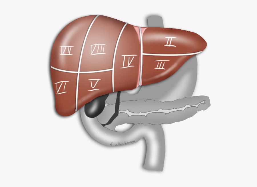 Segmentgrenzen - Cartoon, Transparent Clipart