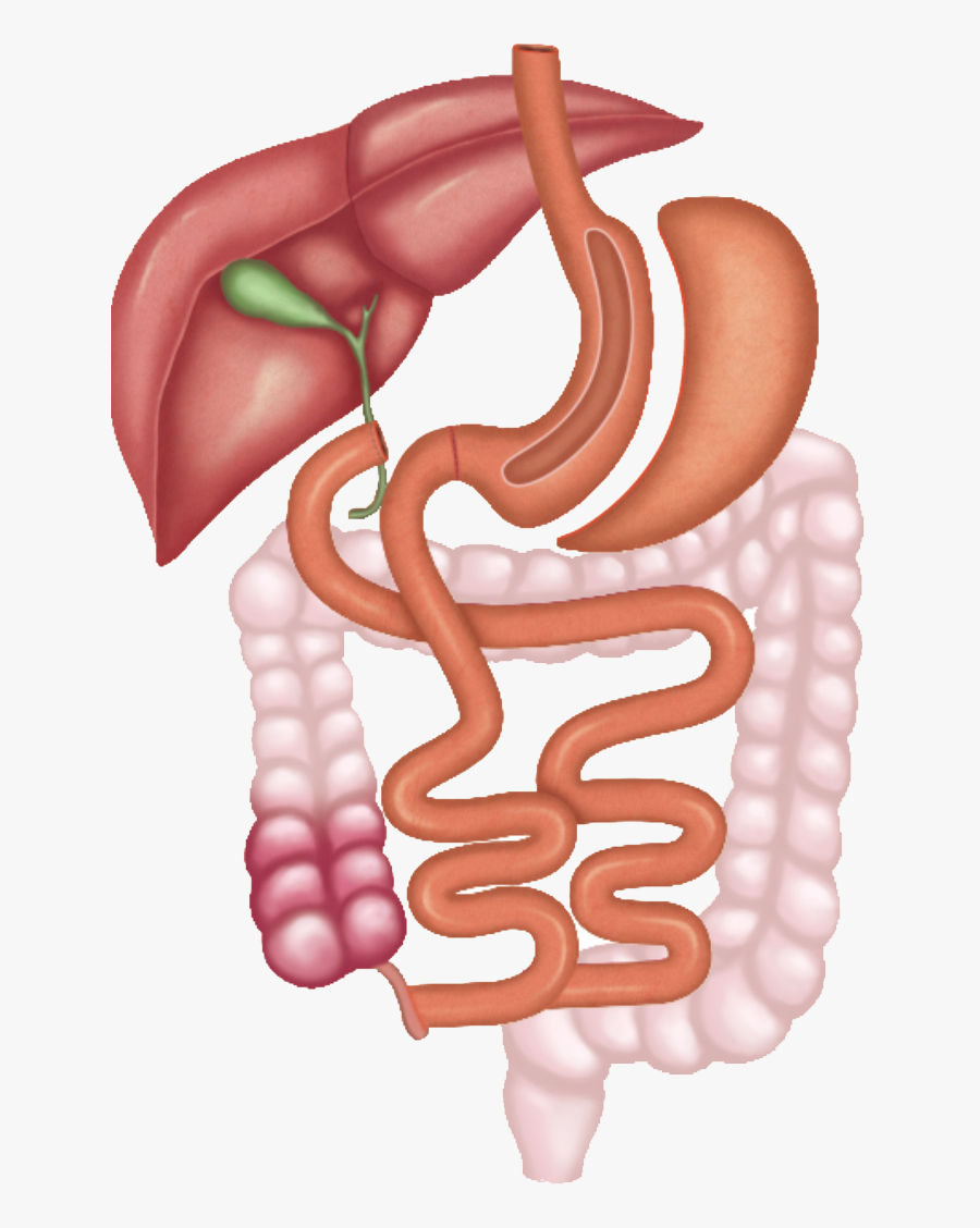 Specialities - Gastric Bypass Surgery, Transparent Clipart