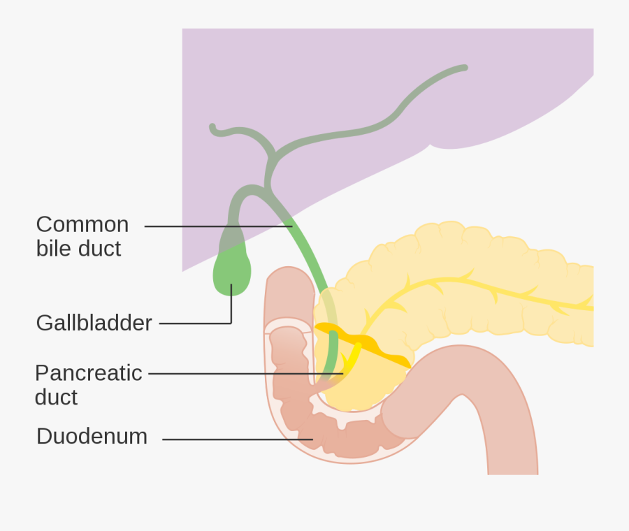 Bile Duct, Transparent Clipart