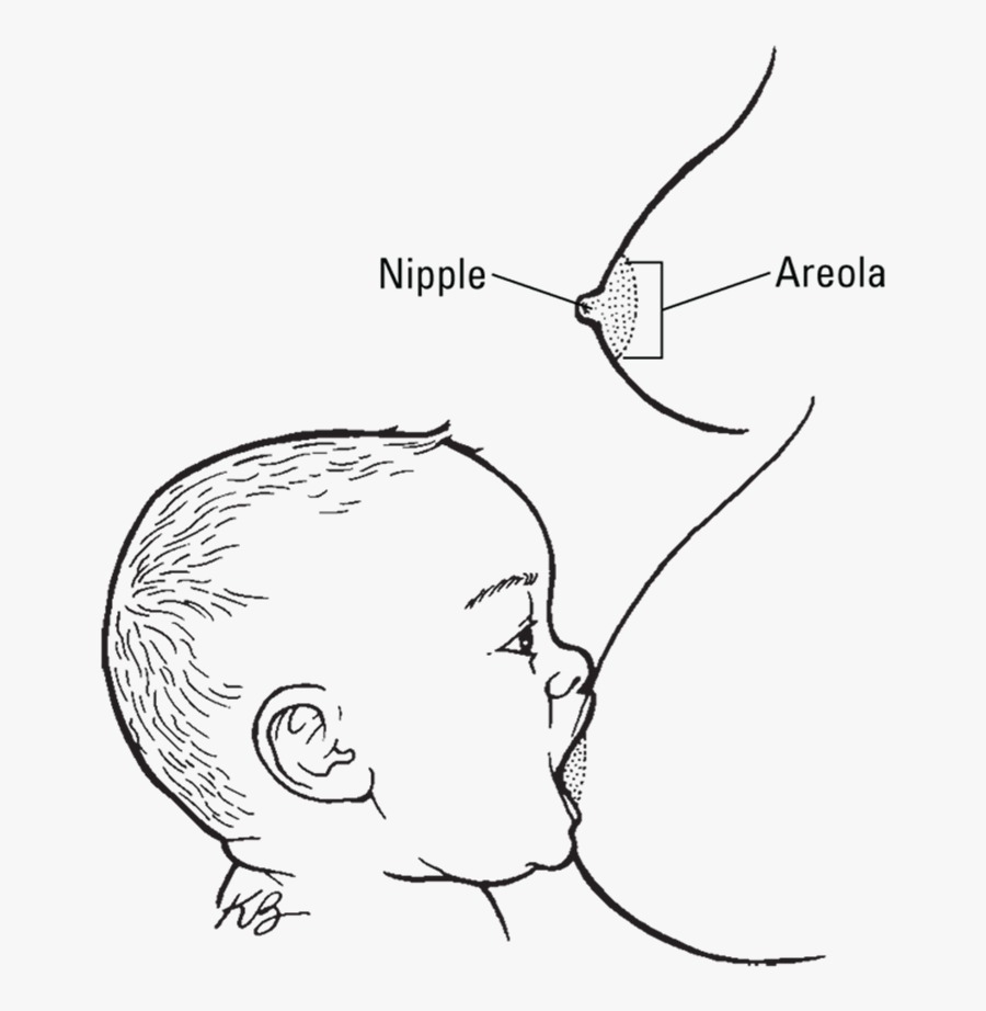 Image - Line Art, Transparent Clipart