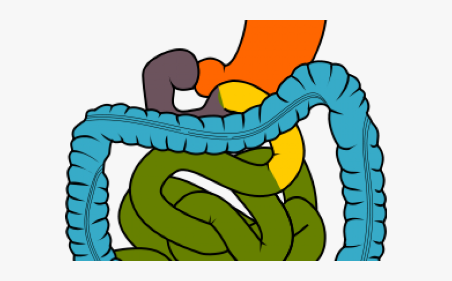 Gastrointestinal Tract Clipart, Transparent Clipart