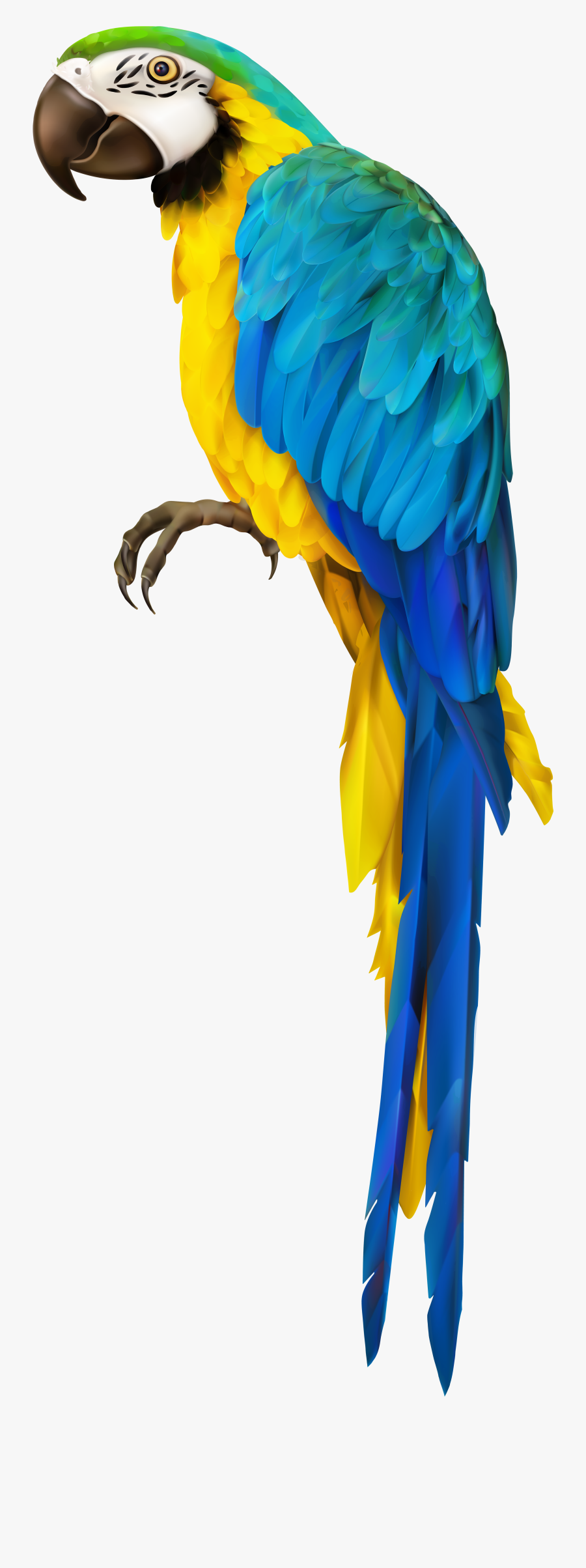 Parrot Clipart Happy - Transparent Background Macaw Clipart, Transparent Clipart