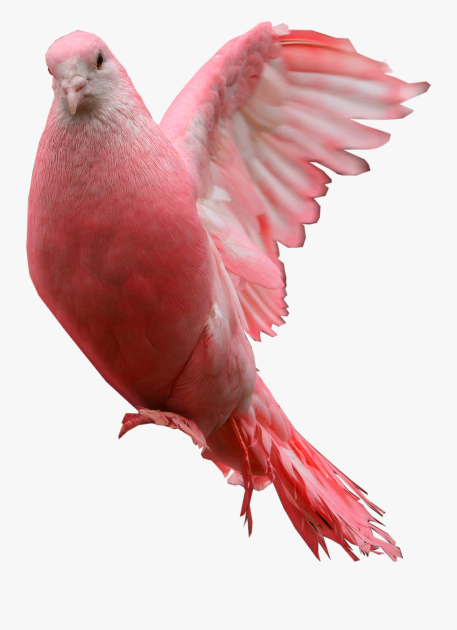 Pink Pigeon Png, Transparent Clipart
