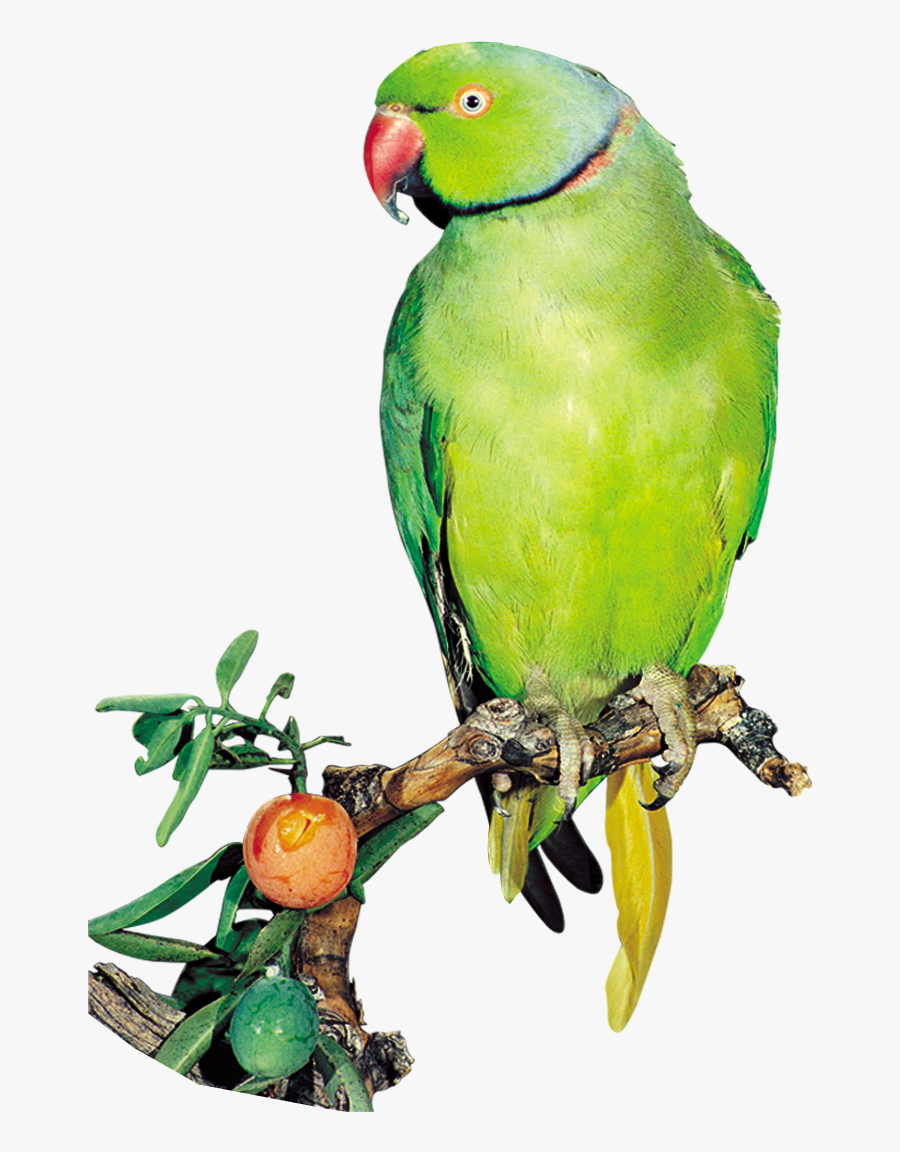 Parakeet Clip Art, Transparent Clipart