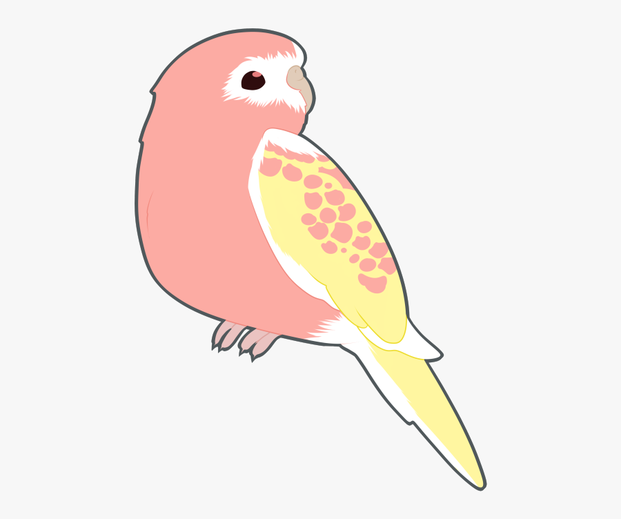Budgie Drawing Png, Transparent Clipart