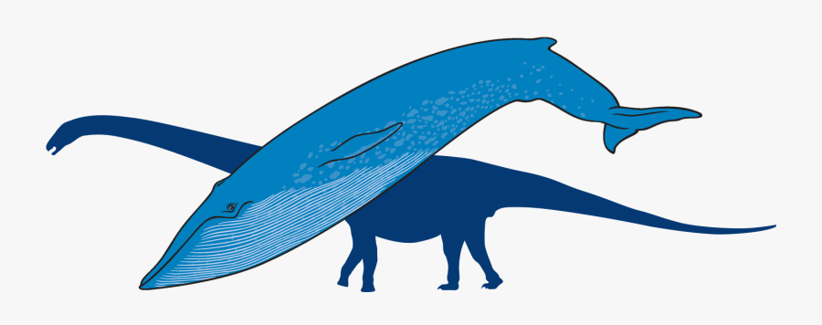 Blue Whale With Outline Of Titanosaur In Background - Whale, Transparent Clipart