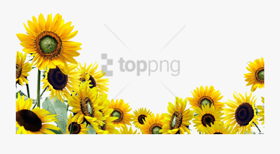 Transparent Watercolor Sunflower Png - Transparent Background Sunflower Png, Transparent Clipart