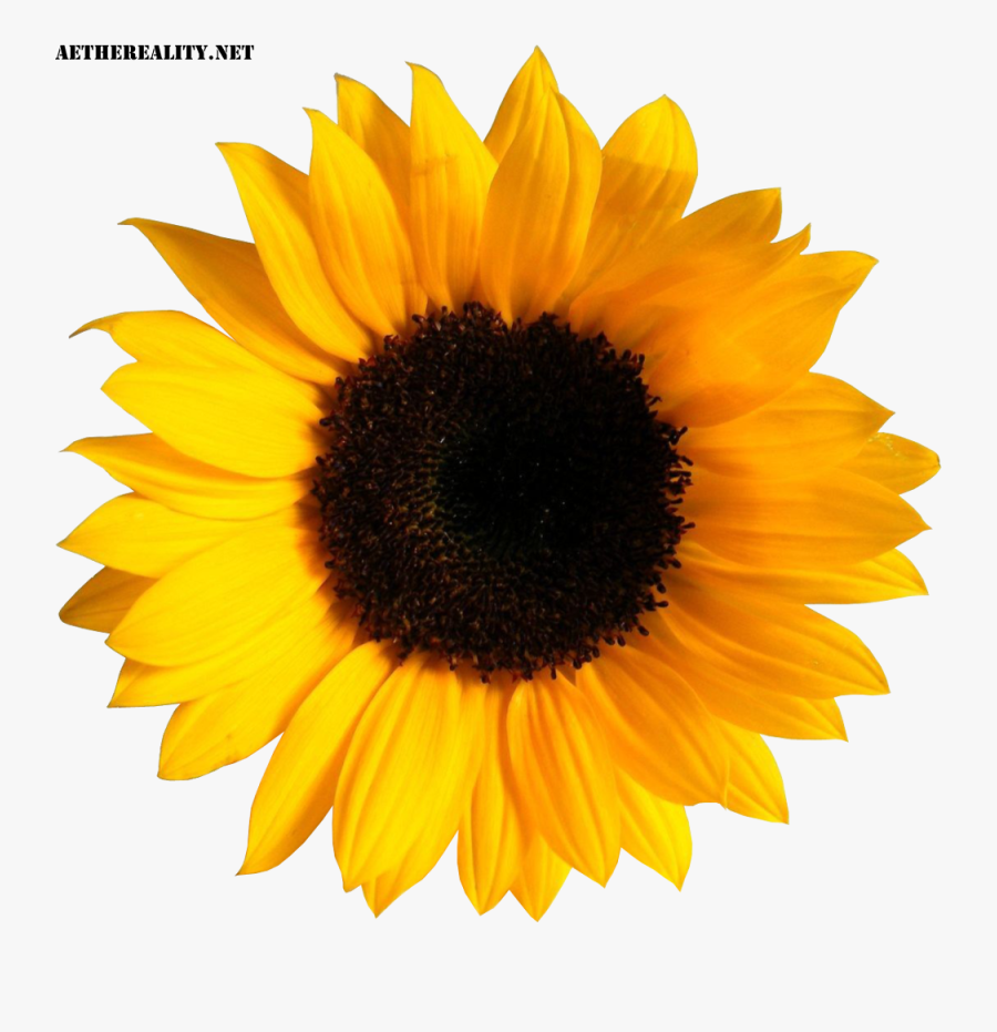Common Sunflower Image Sticker Clip Art - Sunflower Png, Transparent Clipart