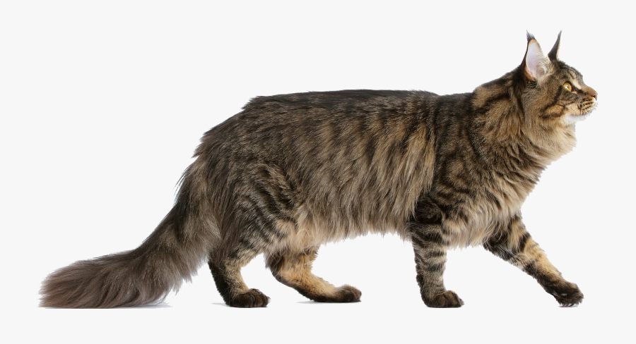 Clip Art Purebred Maine Coon - Maine Coon Cat Tattoos, Transparent Clipart