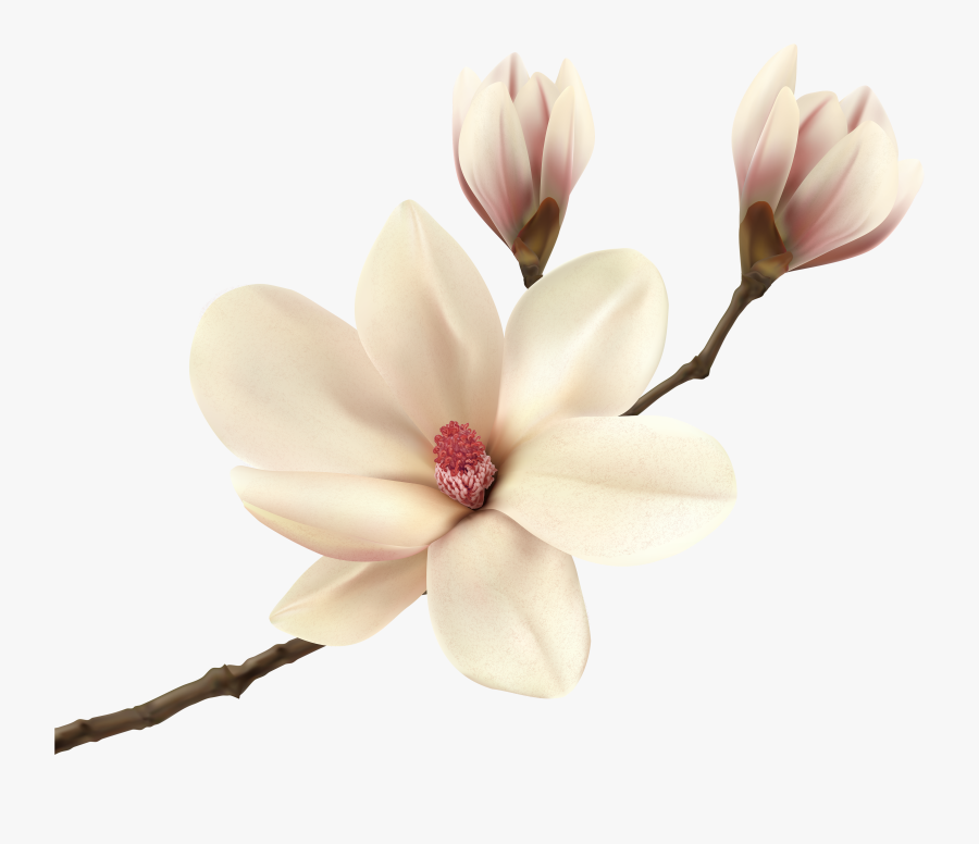 Transparent Branch Png, Transparent Clipart