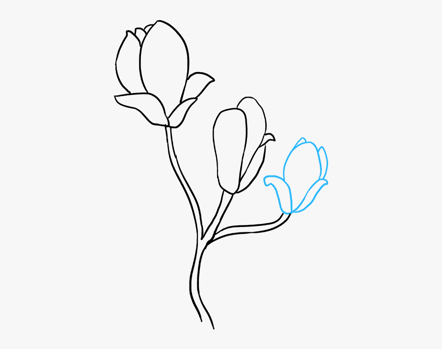 How To Draw Magnolia Flower - Magnolia Flower Drawing Easy, Transparent Clipart