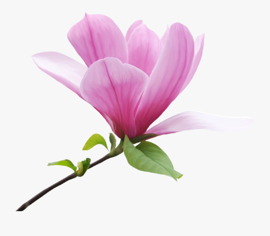 Магнолия Пнг, Transparent Clipart