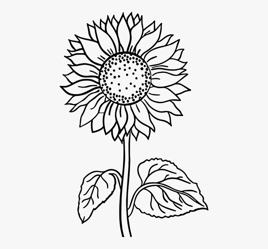 Flower Black And White Flower Line Art Printable Sunflower