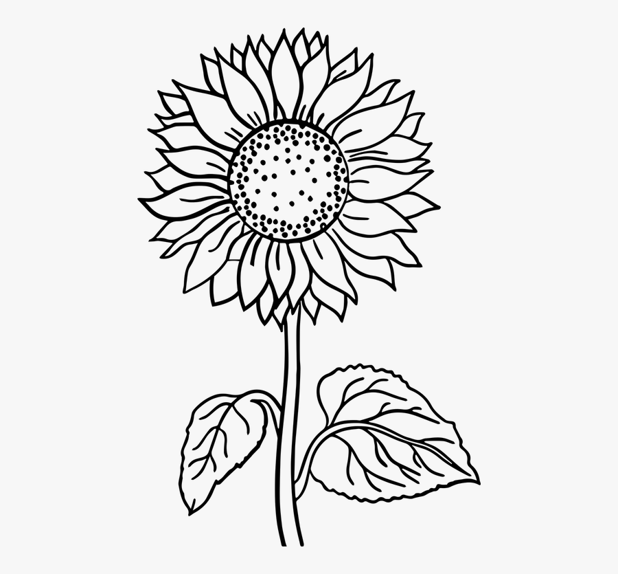 Featured image of post Printable Sunflower Black And White Clipart