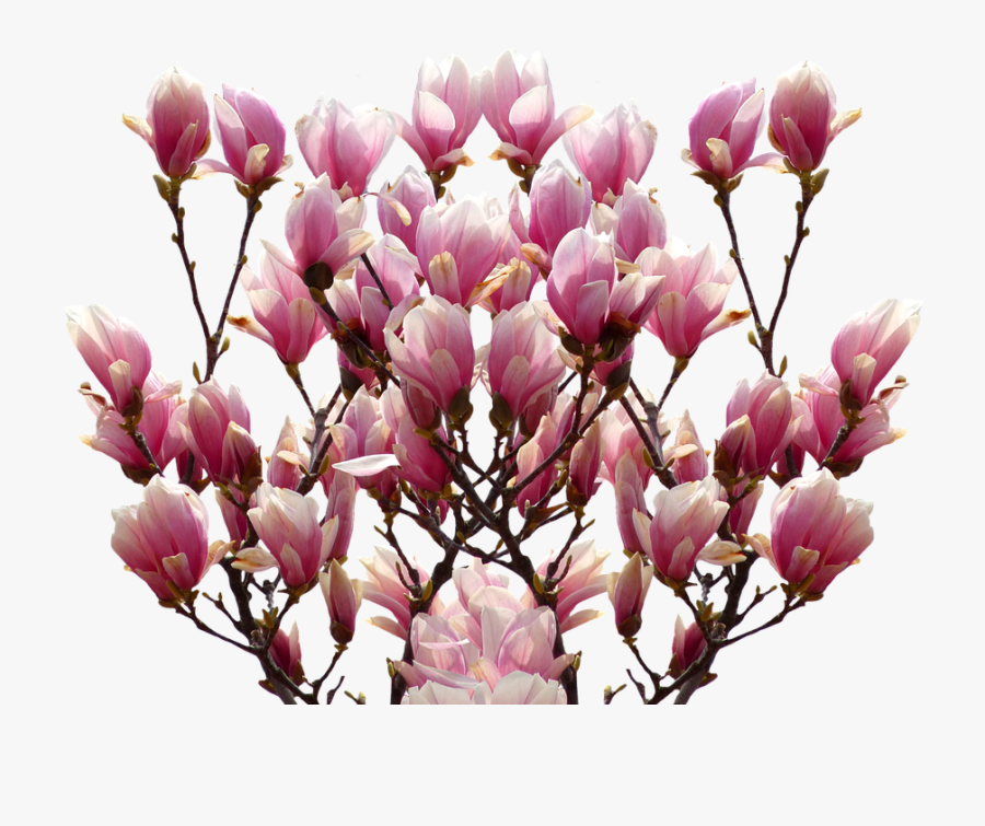 Magnolia Tulip Flower Clipart, Transparent Clipart