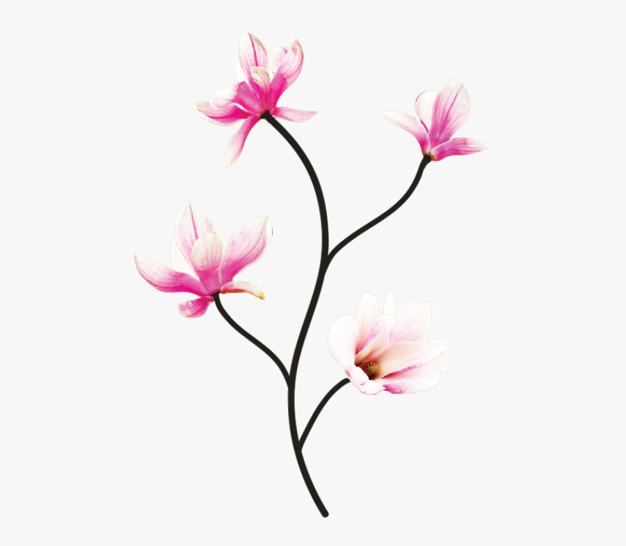 Wall Decal Flowers Of Magnolia - Kwiat Magnolii Png, Transparent Clipart