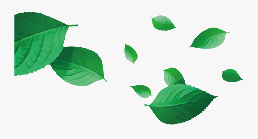 Vector Tea Png Download - Leaf, Transparent Clipart