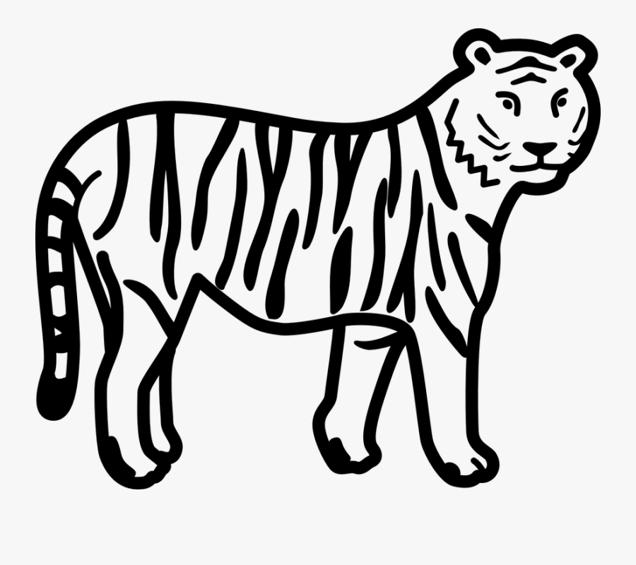 Wild, Tiger, Stripes, Standing, Animal - Colouring Pages Of Tiger, Transparent Clipart