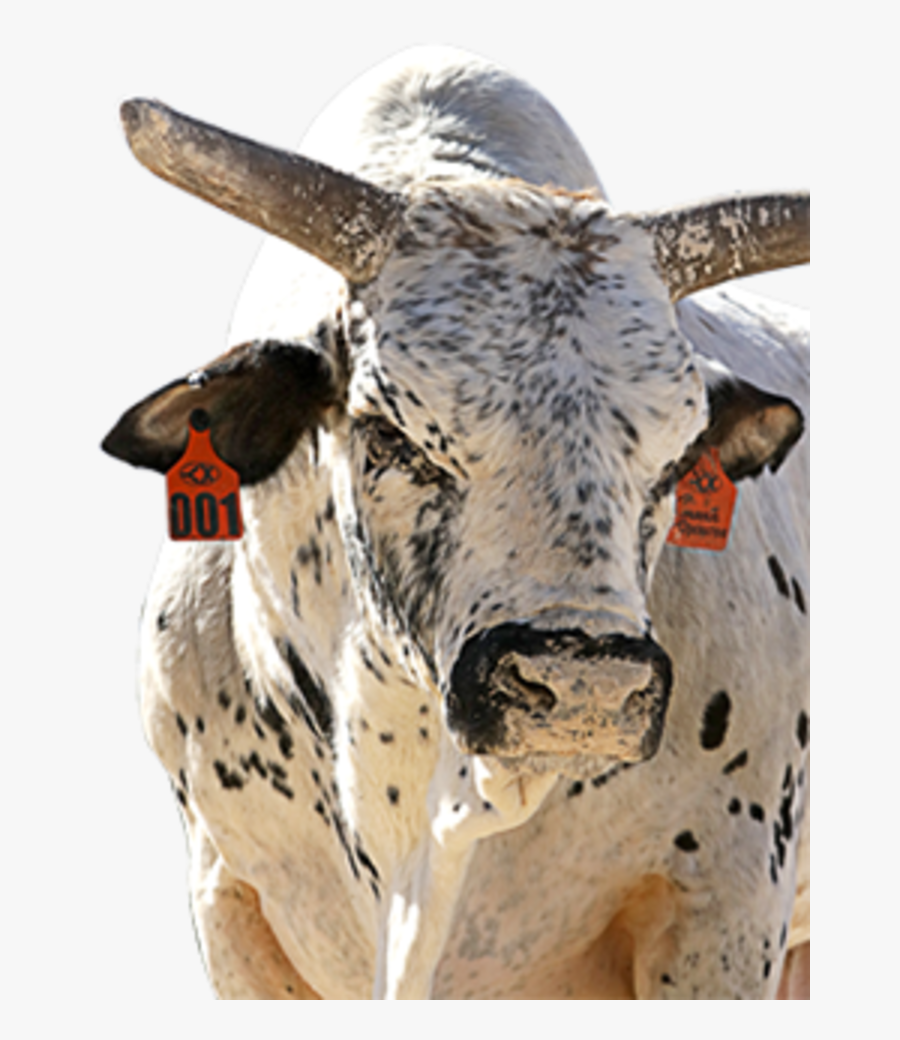 Pbr Bulls Smooth Operator, Transparent Clipart