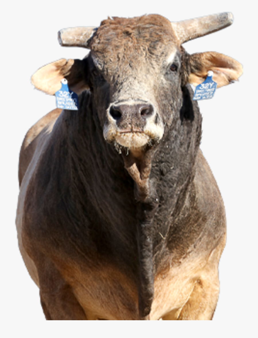 Bull, Transparent Clipart