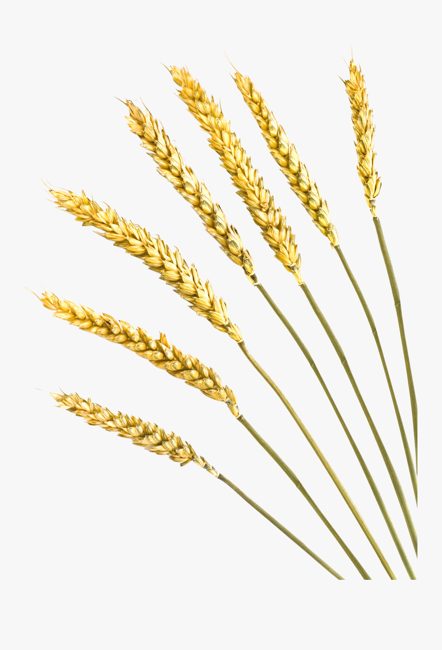 Clip Art Freeuse Stock Barley Vector Crop - Rye Png, Transparent Clipart