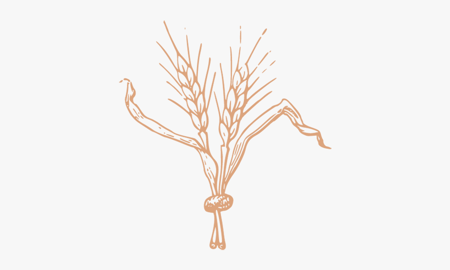 Black And White Beer Hops, Transparent Clipart