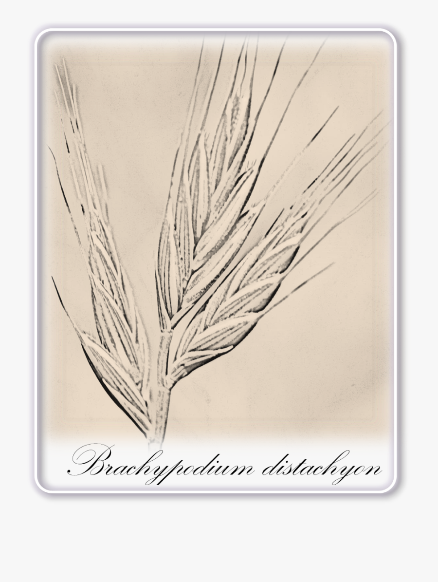 Banner Library Library Barley Drawing Rye - Grass, Transparent Clipart