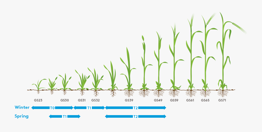 Winter Wheat Spray Timings, Transparent Clipart
