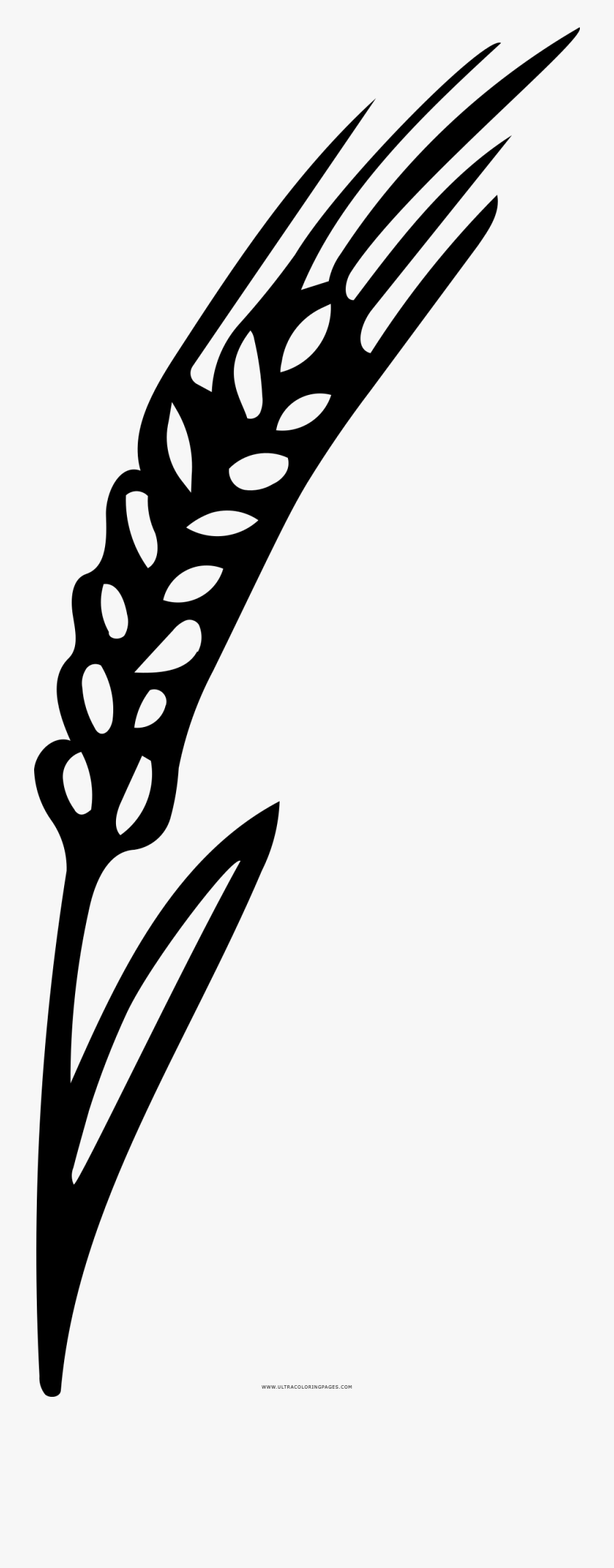 Barley Coloring Page, Transparent Clipart