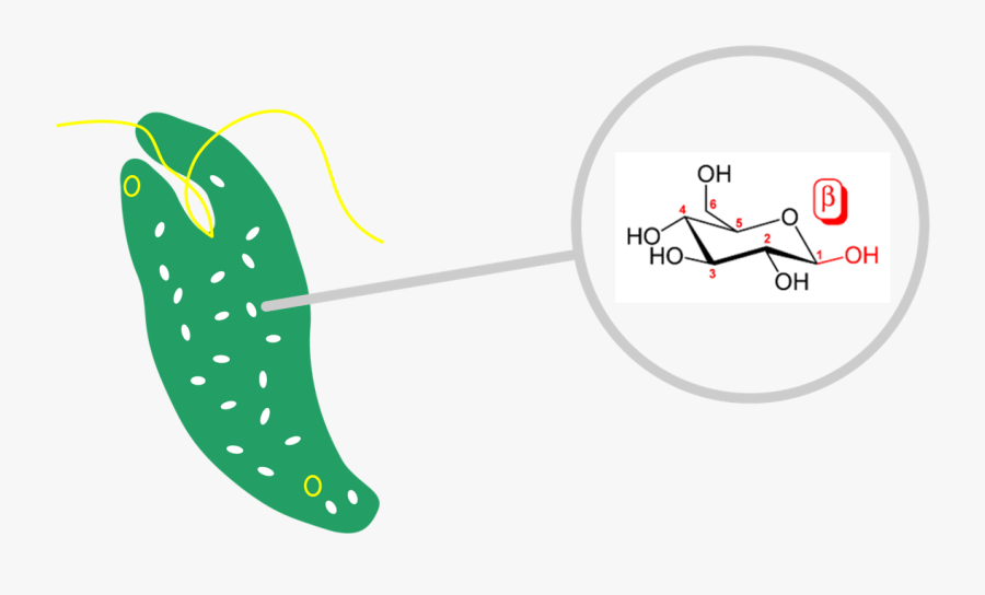 D Glucose, Transparent Clipart