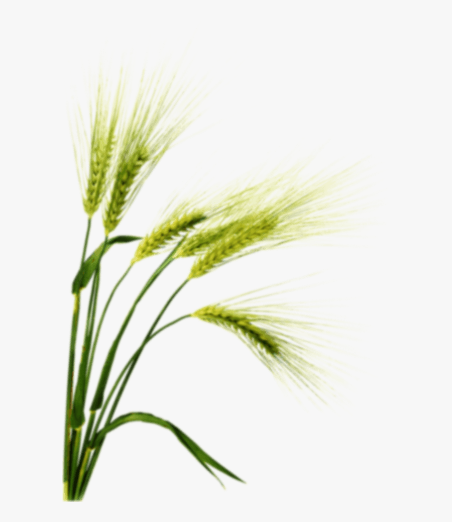 Barley Plant Png - Barley Png, Transparent Clipart