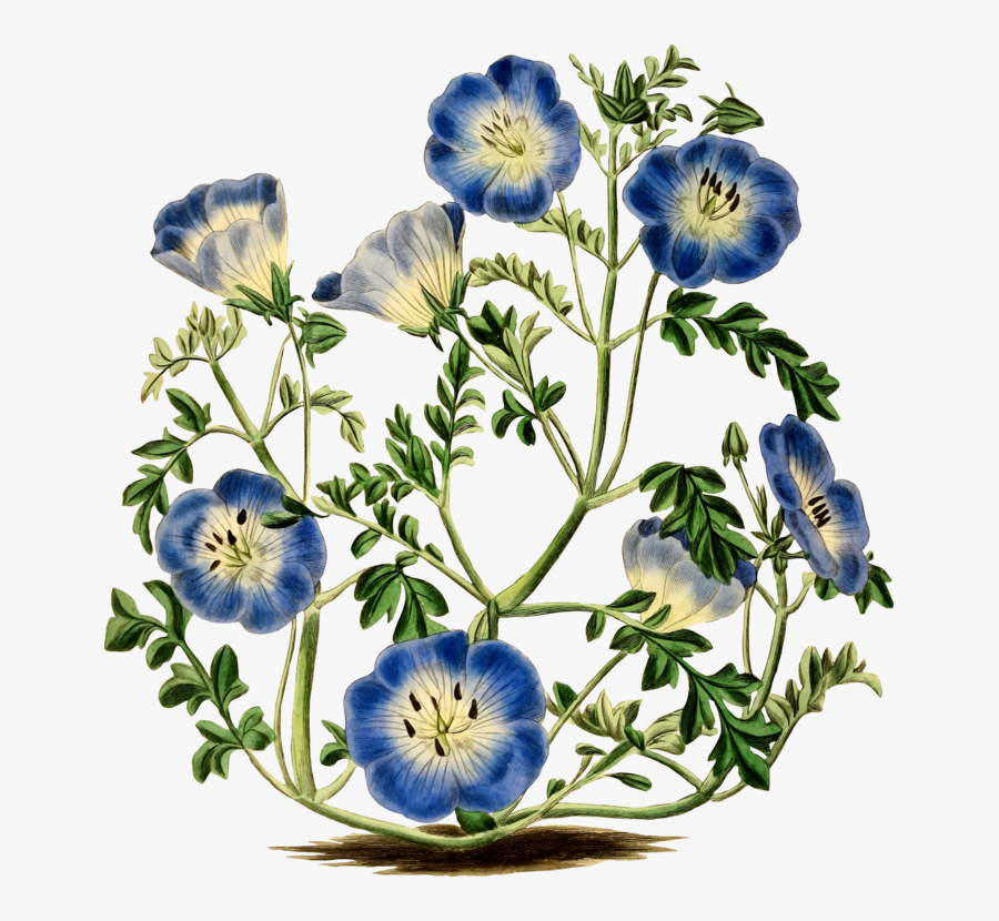 Blue Eye Clip Art, Transparent Clipart