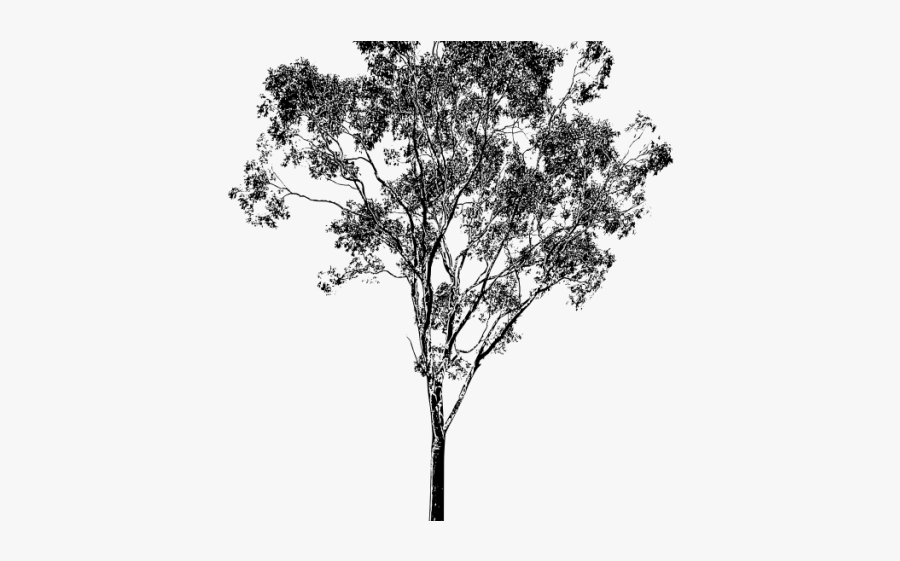 Eucalyptus Clipart Black And White - Eucalypt Tree Drawings, Transparent Clipart