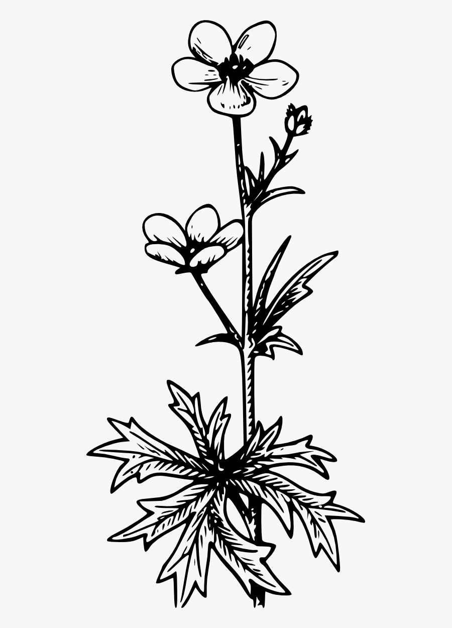Buttercup Black White Line Art Tatoo Tattoo - Black And White Flowers Transparent Tattoo, Transparent Clipart