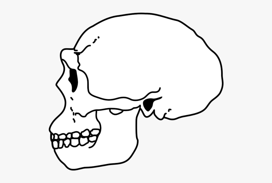 Erectus Skull - Draw Homo Erectus Skull, Transparent Clipart