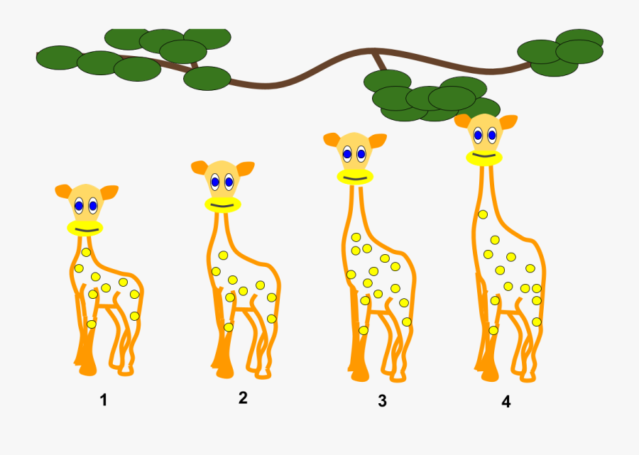 Clipart Giraffe Adaptation - Animal Evolution Clipart, Transparent Clipart