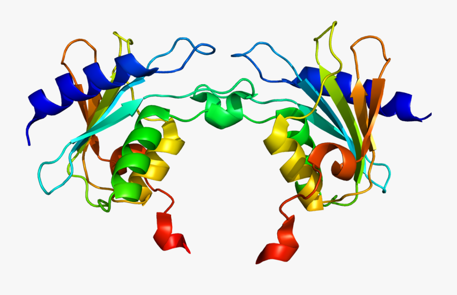 Phenylketonuria Cured In Mouse Model By Adaptation - Activation Induced Cytidine Deaminase Structure, Transparent Clipart