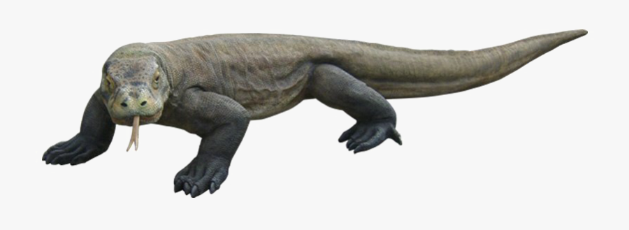 Komodo Dragon Png Transparent Images - Komodo Dragon Png, Transparent Clipart