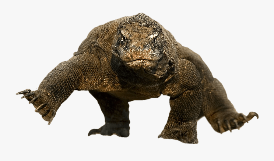 Komodo Dragon Running - Komodo Dragon, Transparent Clipart