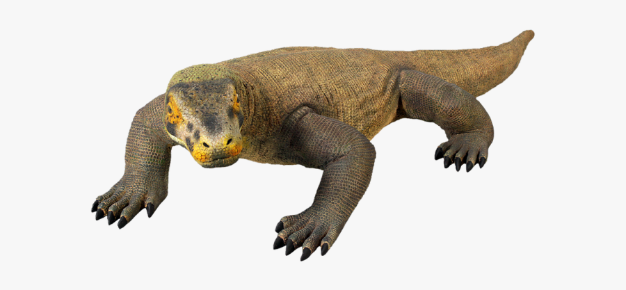Komodo Dragon Png Picture - Dragon De Komodo Png, Transparent Clipart